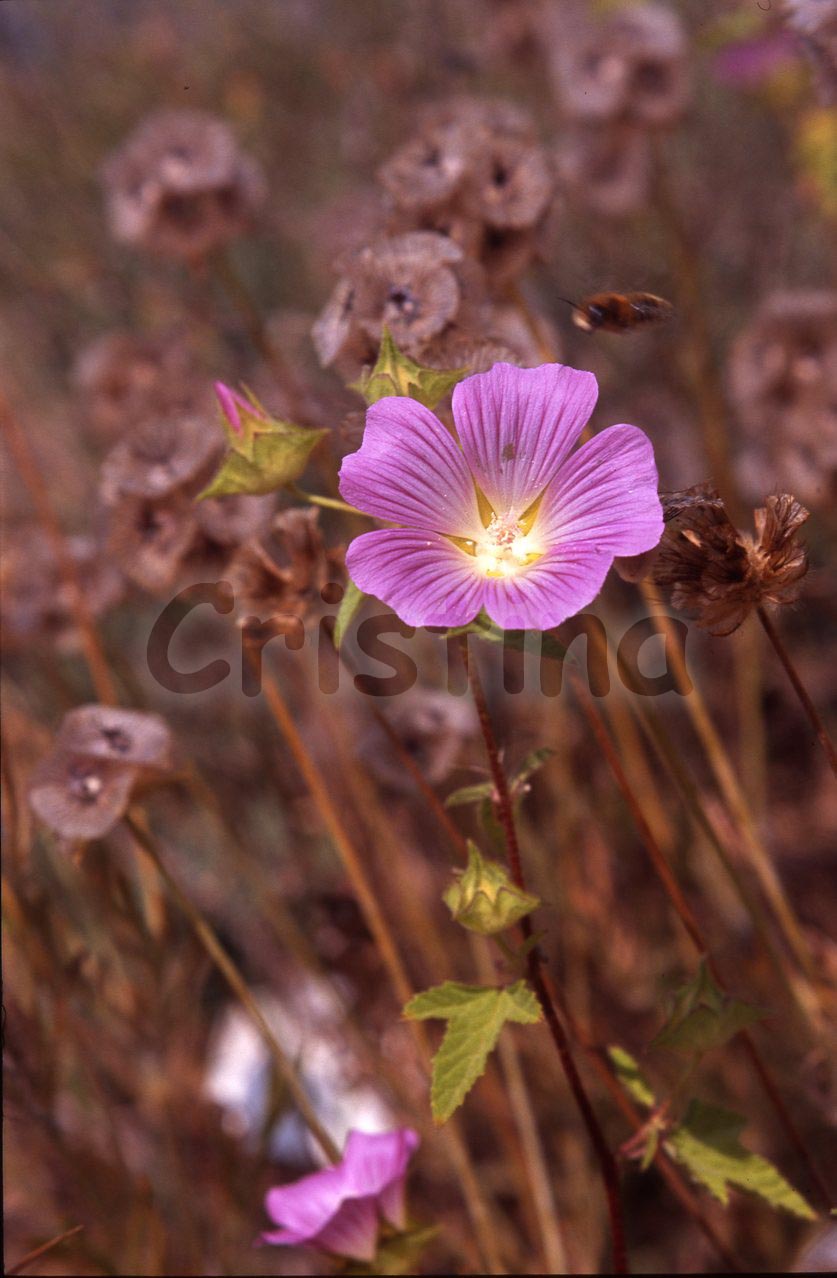 Malva punctata (=Lavatera punctata)  / Malvone punteggiato